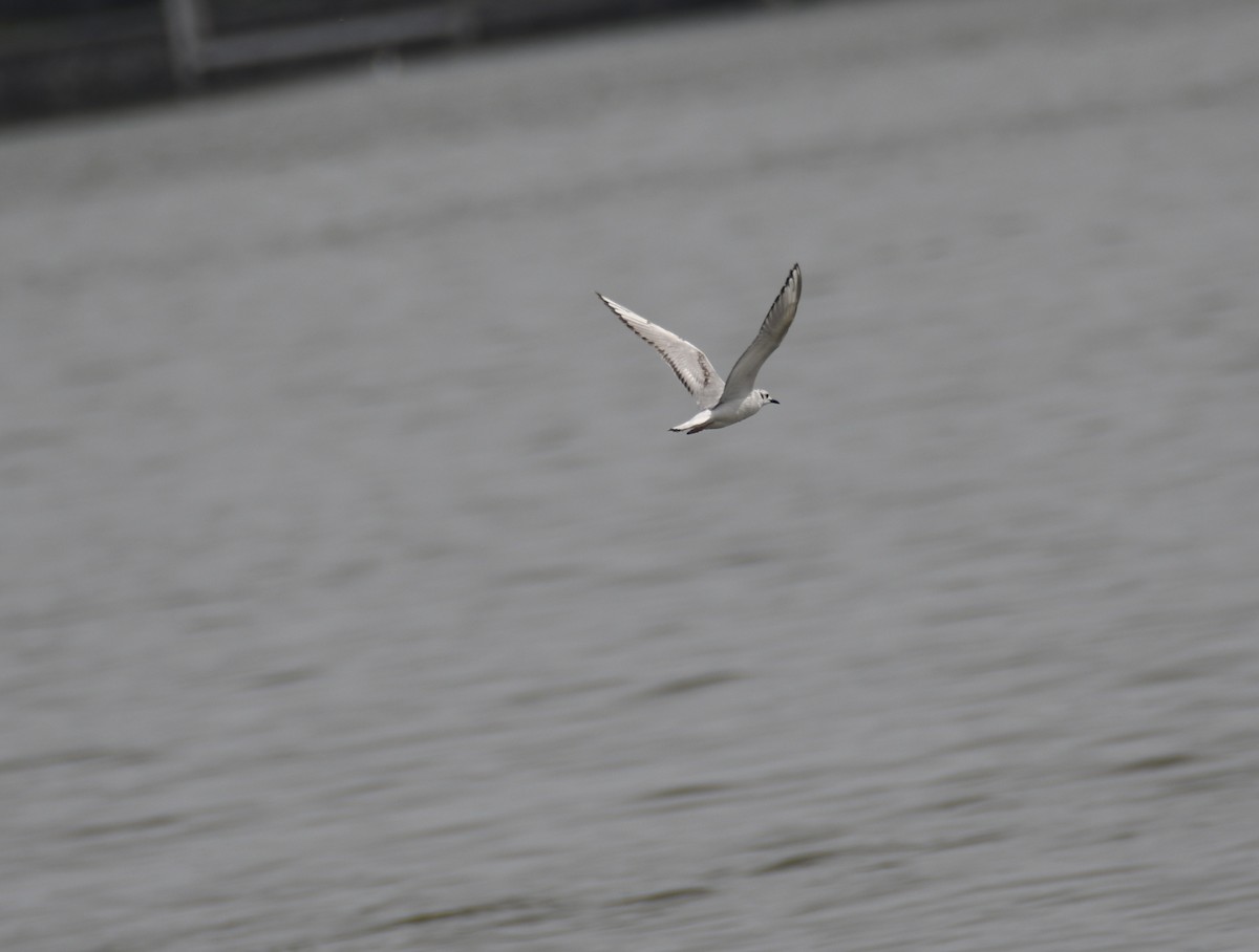 Bonaparte's Gull - ML637942741