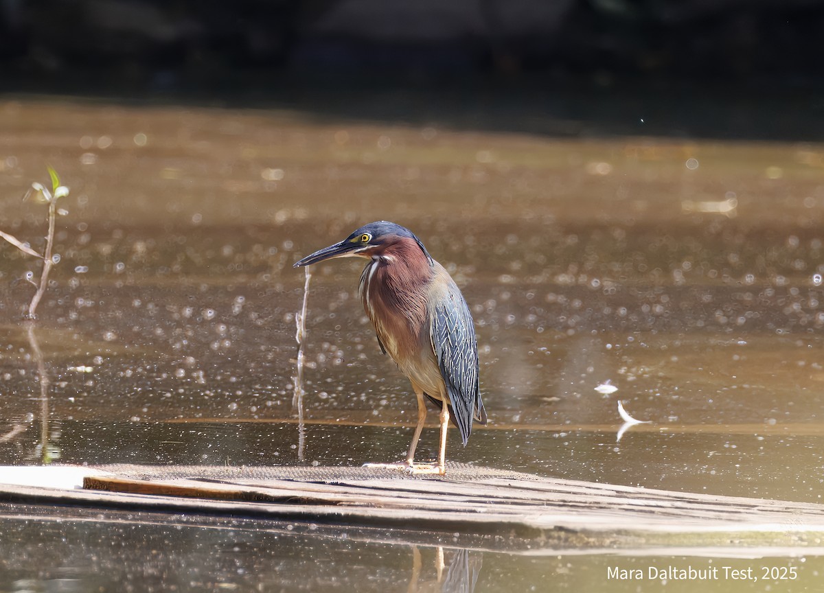 Green Heron - ML637942760