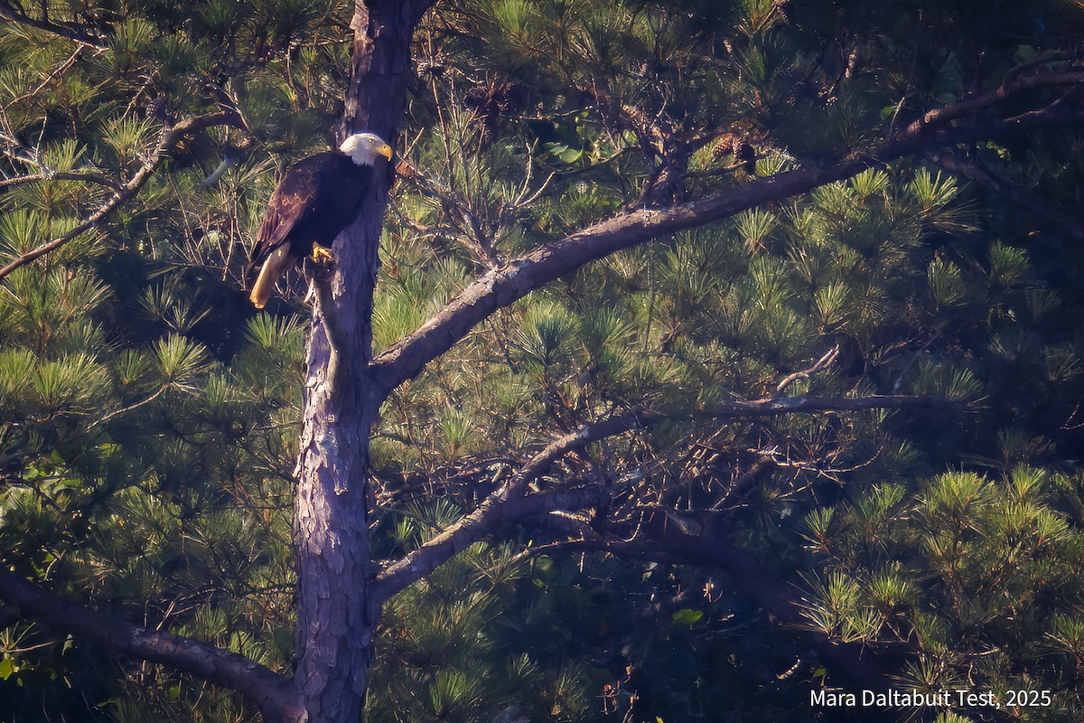 Bald Eagle - ML637942773