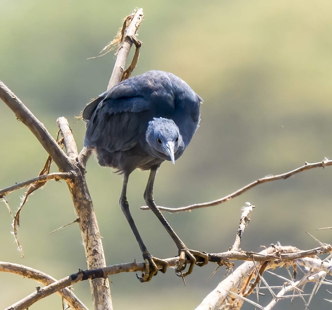 Black Heron - ML637942810