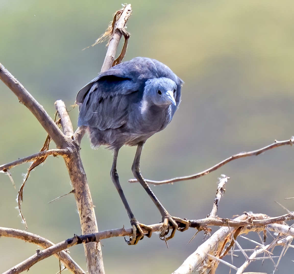 Black Heron - ML637942811