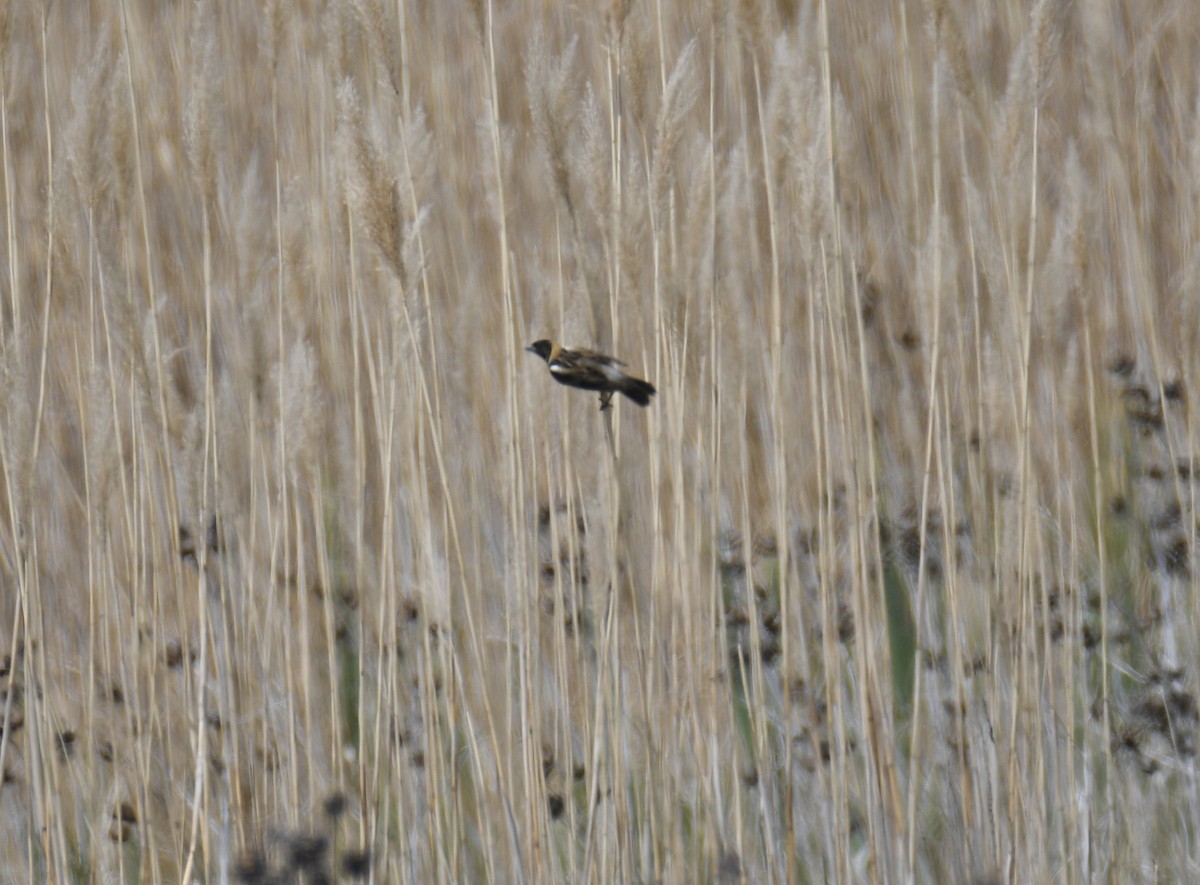 Bobolink - ML637942815