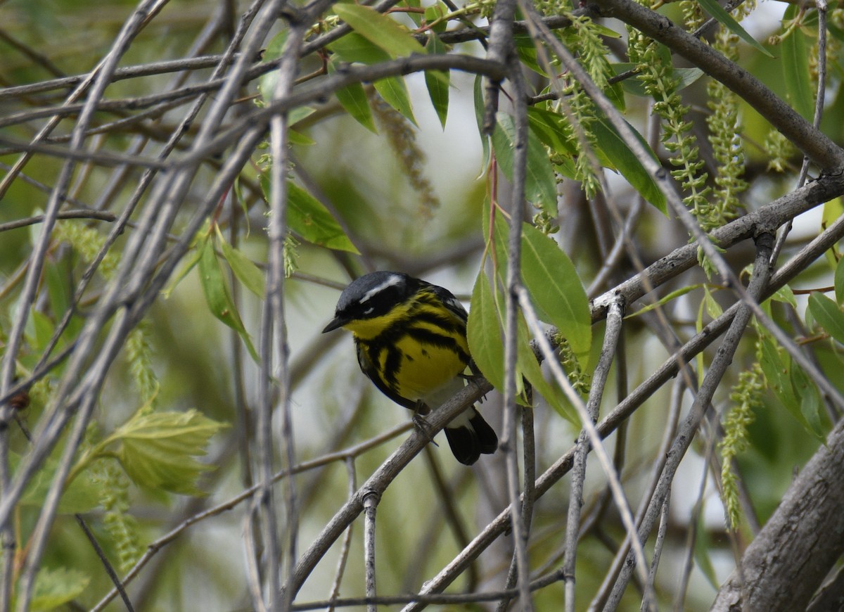 Magnolia Warbler - ML637942879