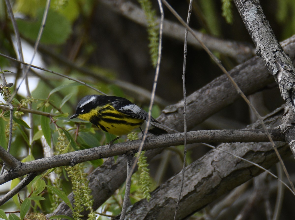 Magnolia Warbler - ML637942880