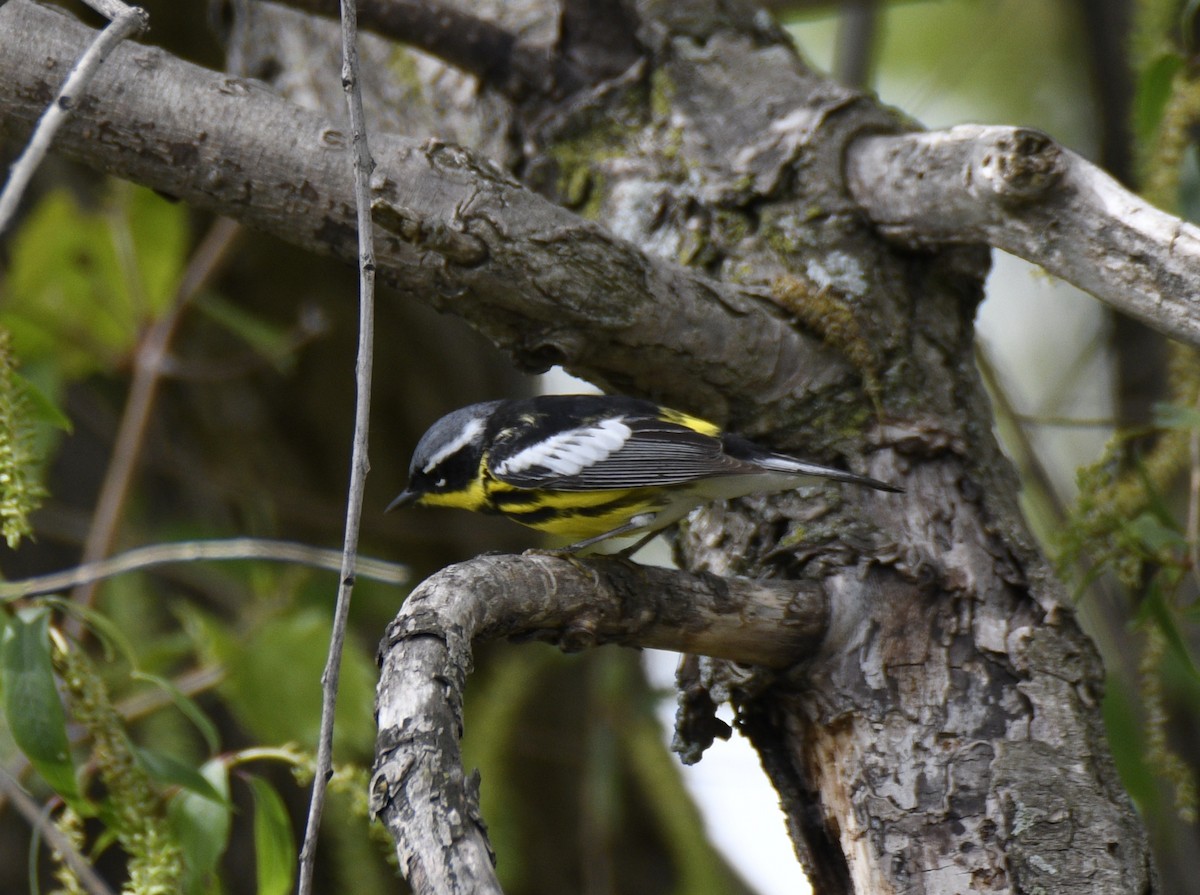 Magnolia Warbler - ML637942881