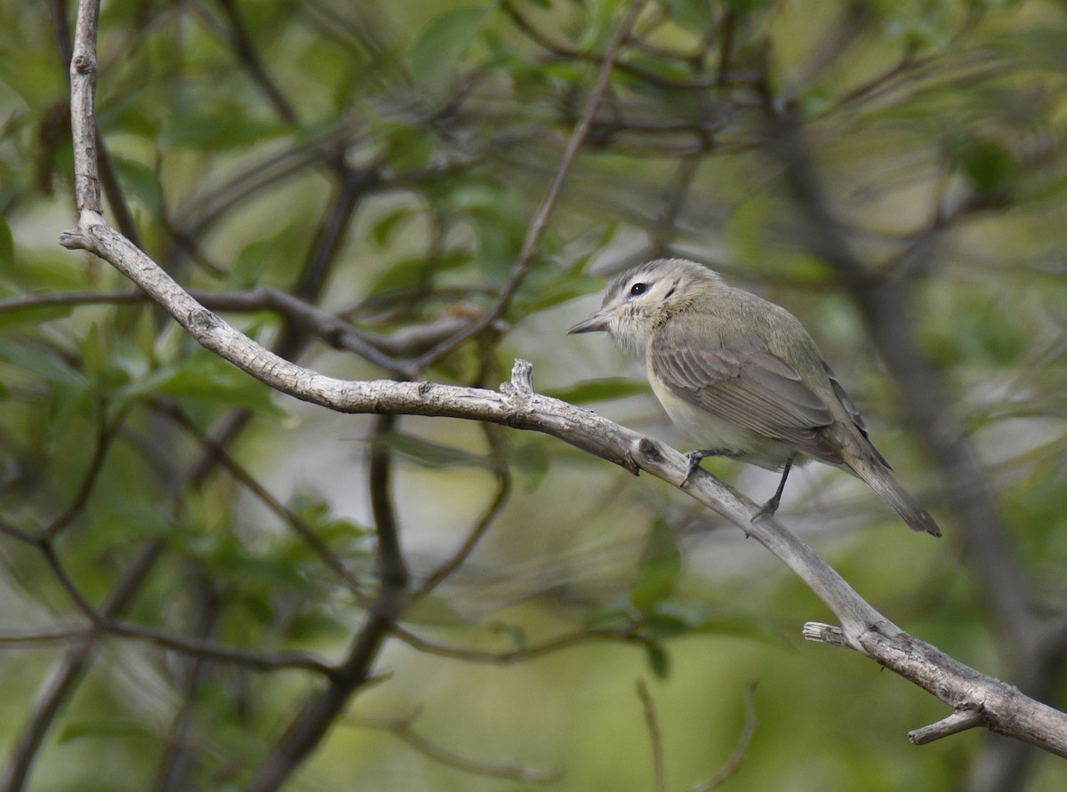 Warbling Vireo - ML637942926