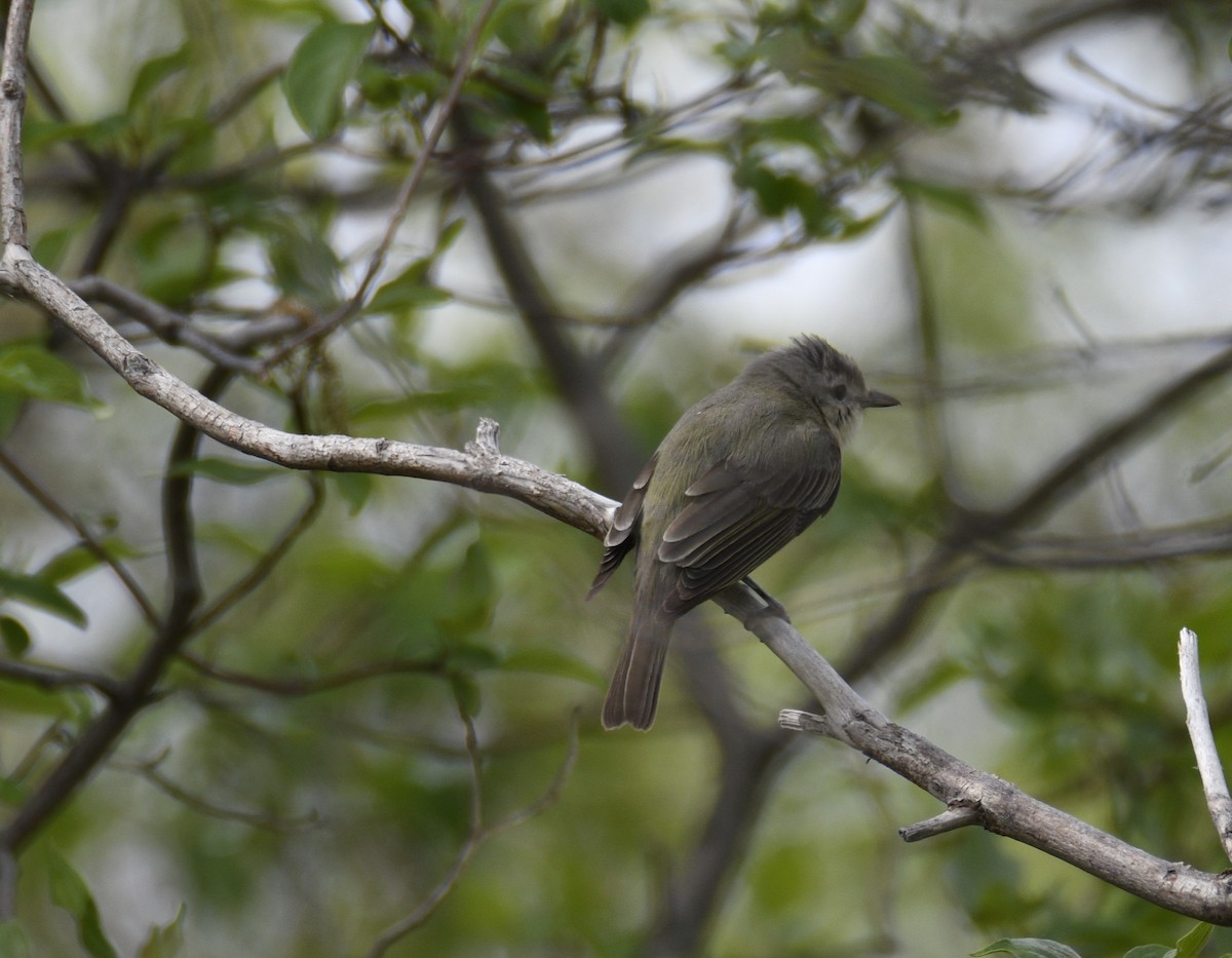 Warbling Vireo - ML637942927