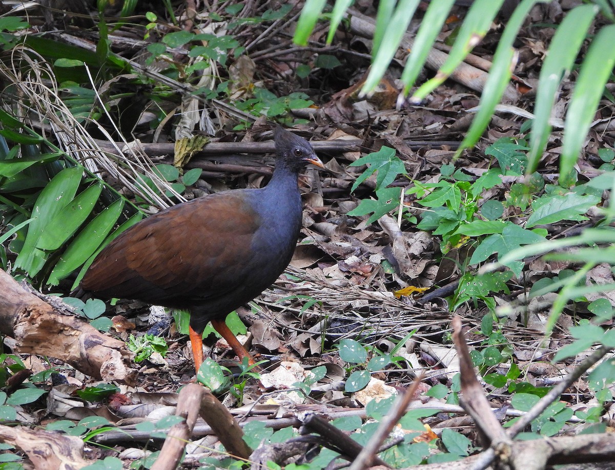 Orange-footed Megapode - ML637942931