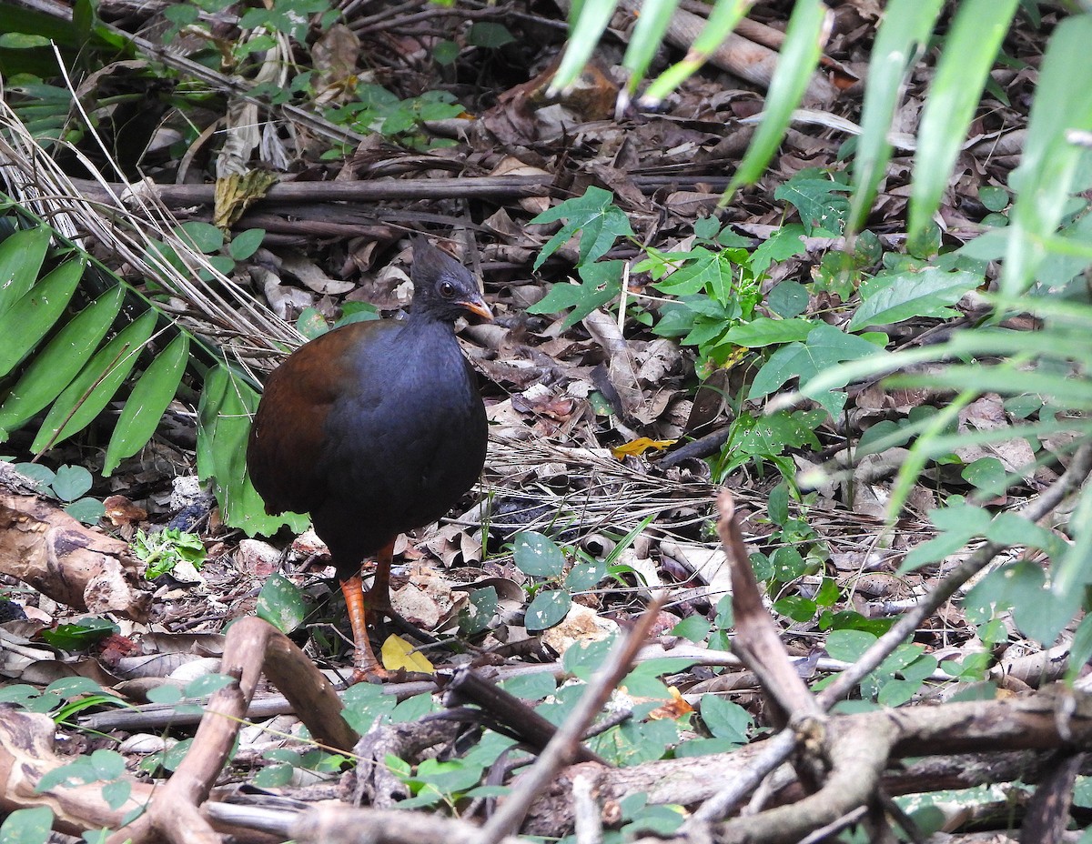 Orange-footed Megapode - ML637942936