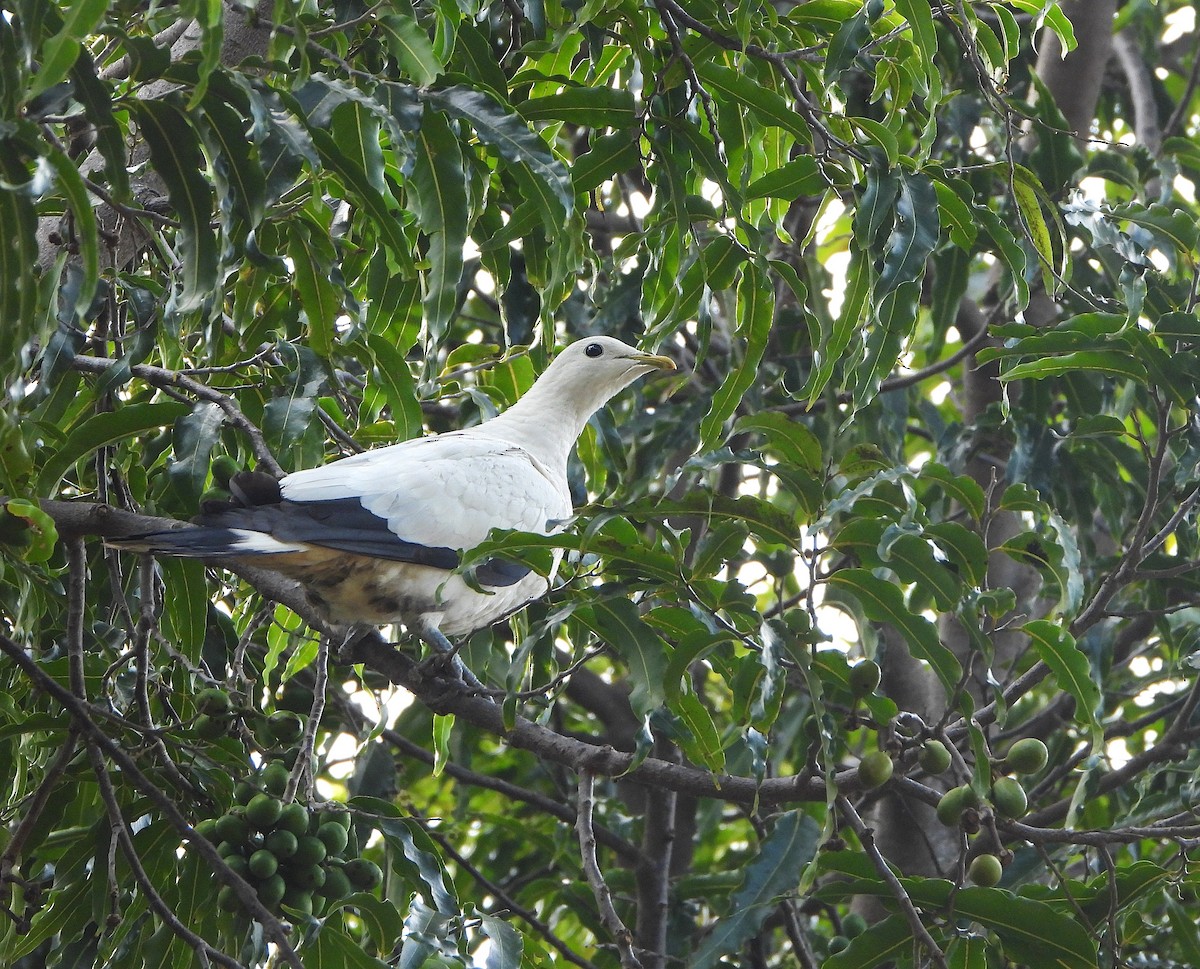 Torresian Imperial-Pigeon - ML637942943