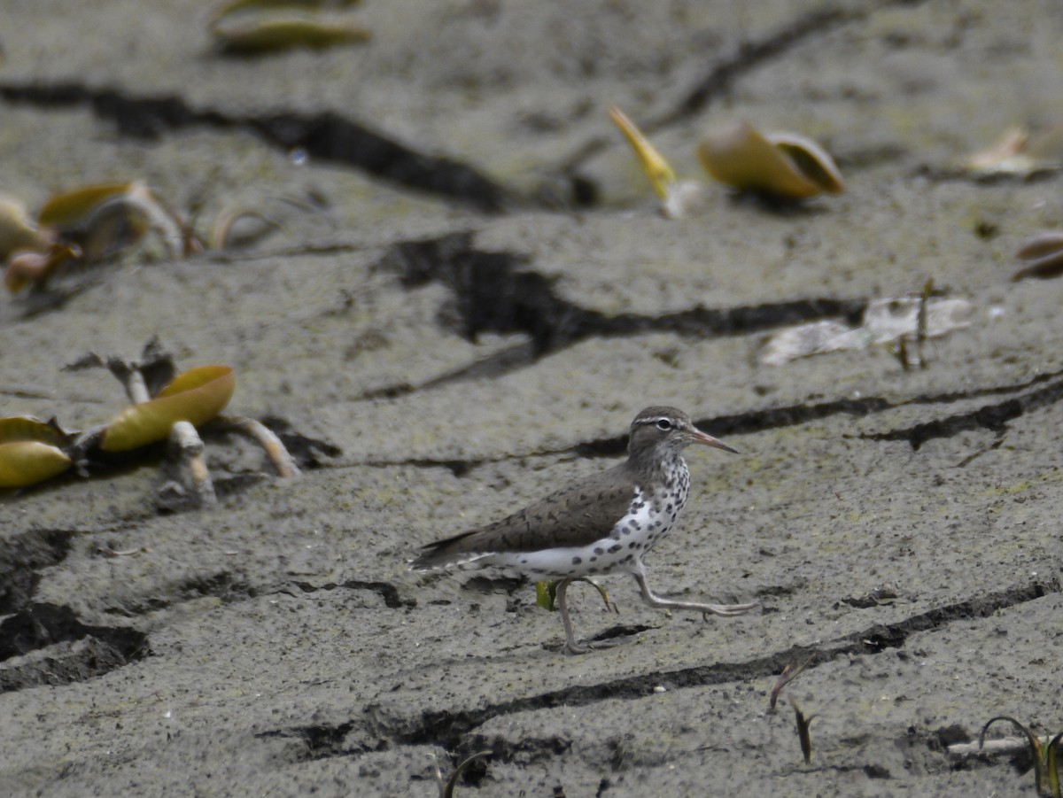 Spotted Sandpiper - ML637942946