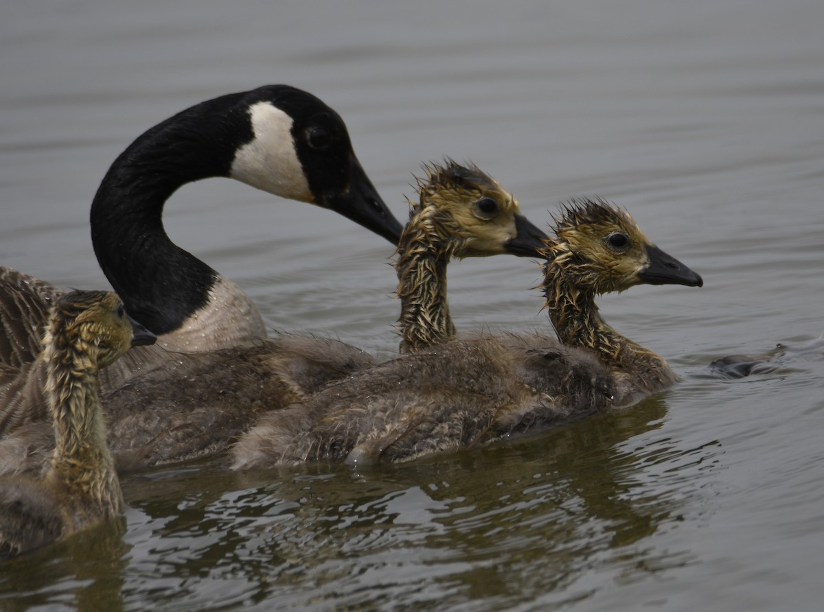 Canada Goose - ML637942985
