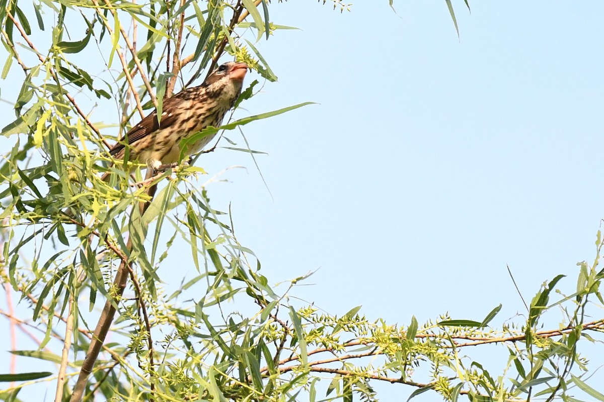 Rose-breasted Grosbeak - ML637942986