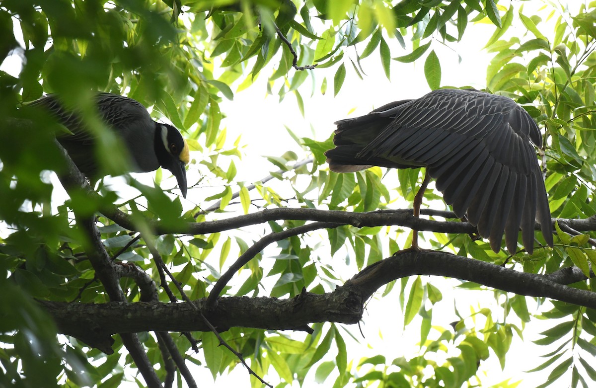 Yellow-crowned Night Heron - ML637943003