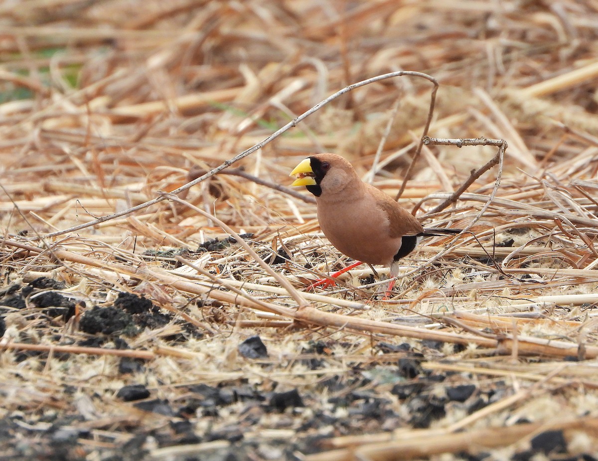 Masked Finch - ML637943030