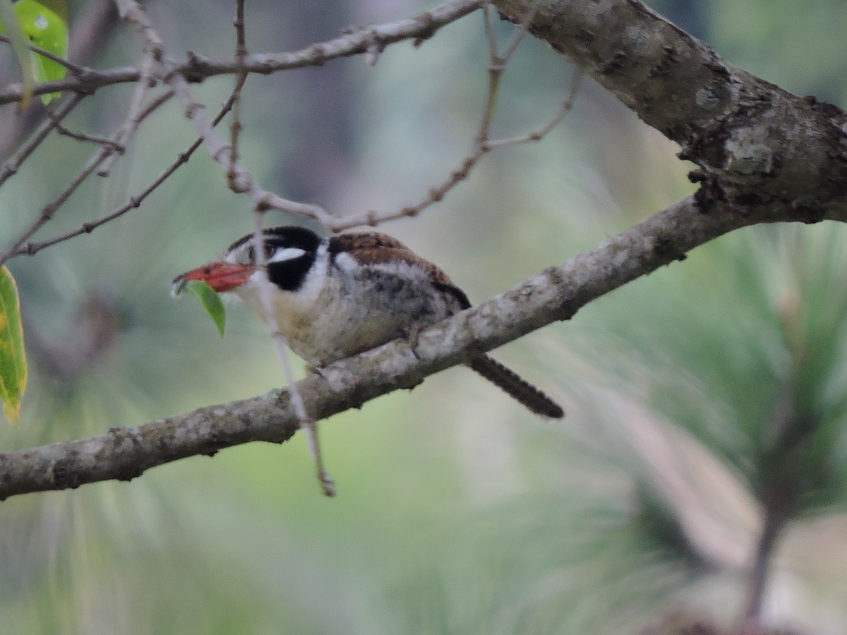 White-eared Puffbird - ML637943040