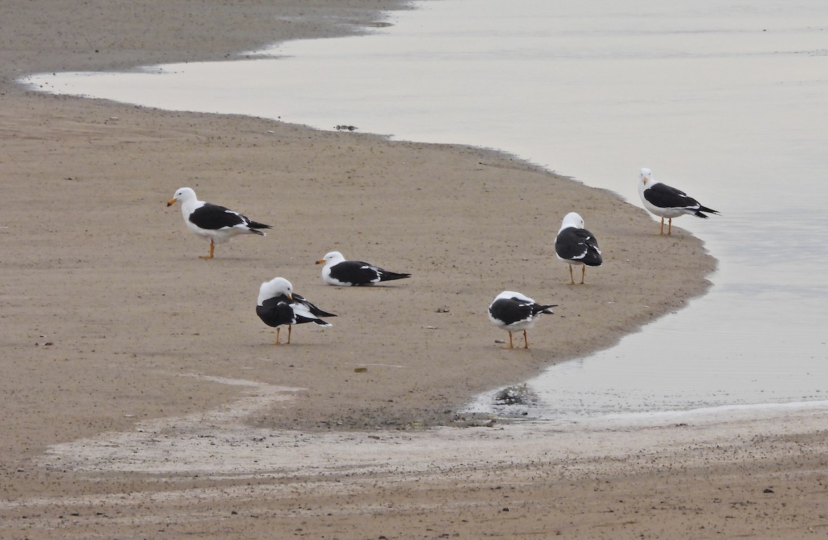 Olrog's Gull - ML637943045