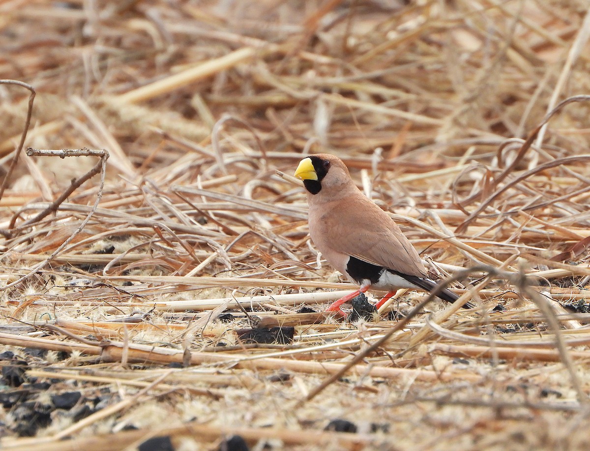 Masked Finch - ML637943046