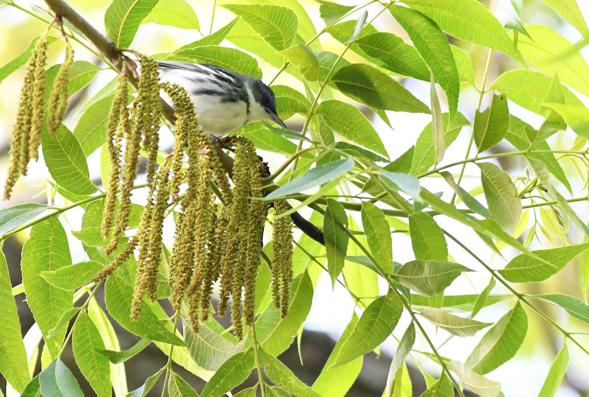 Cerulean Warbler - ML637943081