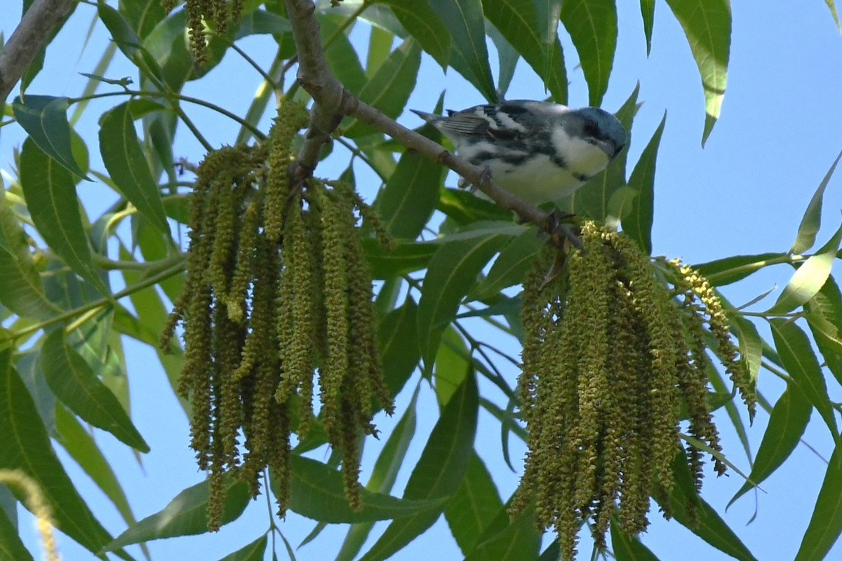 Cerulean Warbler - ML637943082