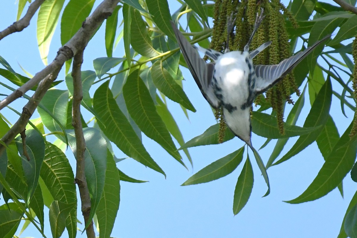Cerulean Warbler - ML637943085