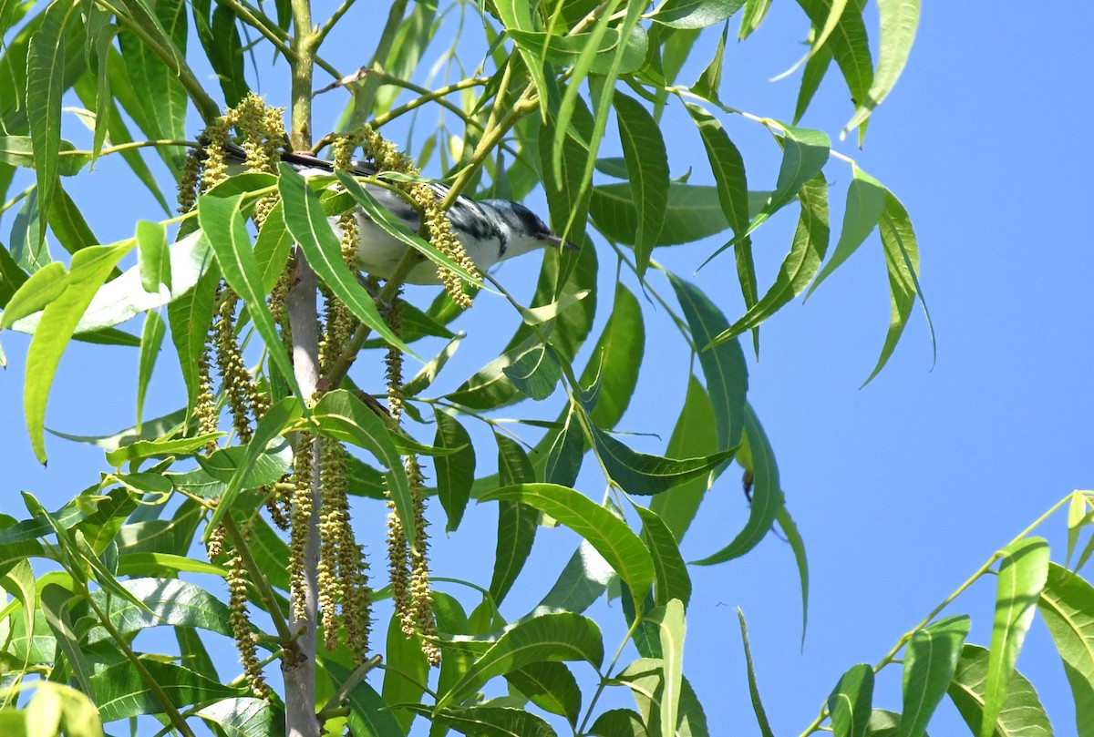 Cerulean Warbler - ML637943086