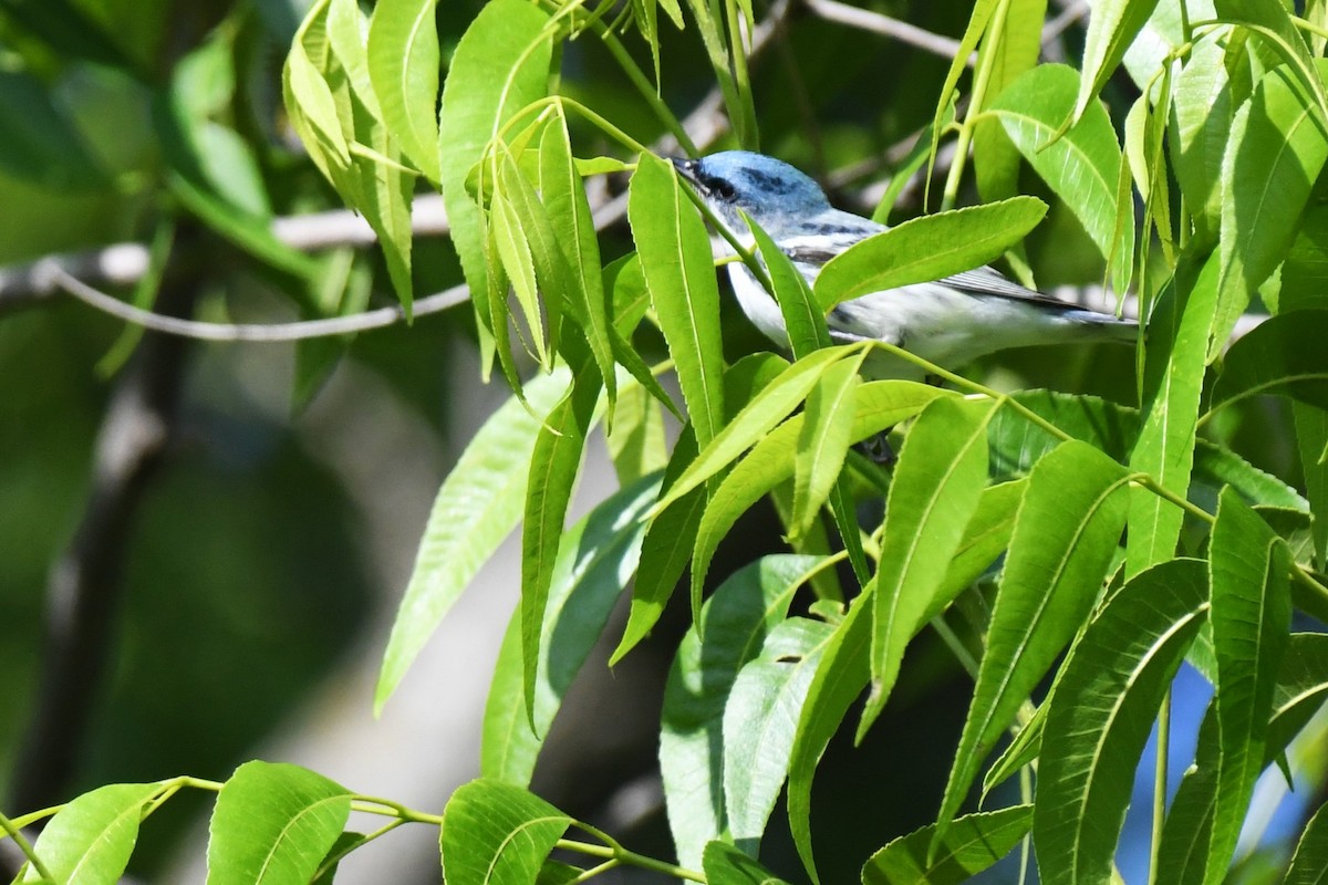 Cerulean Warbler - ML637943088