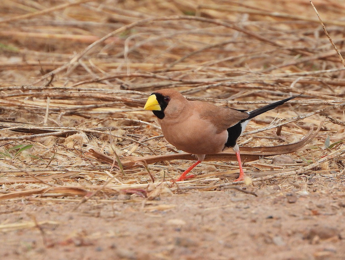 Masked Finch - ML637943089