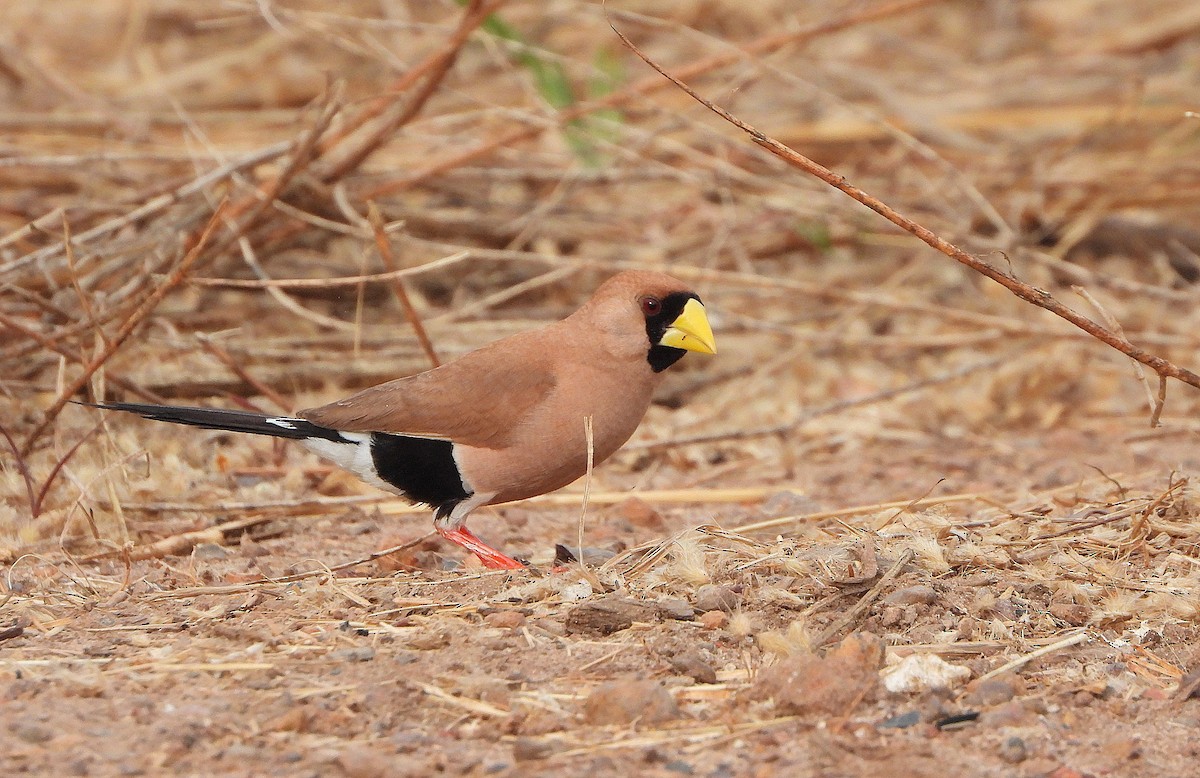 Masked Finch - ML637943104