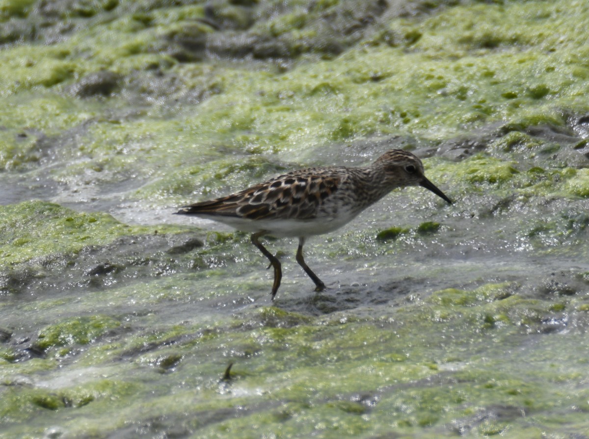 Least Sandpiper - ML637943106
