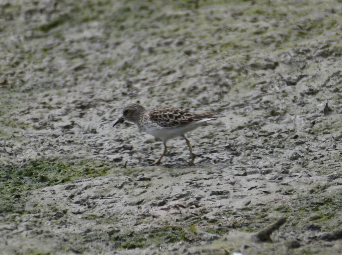 Least Sandpiper - ML637943107