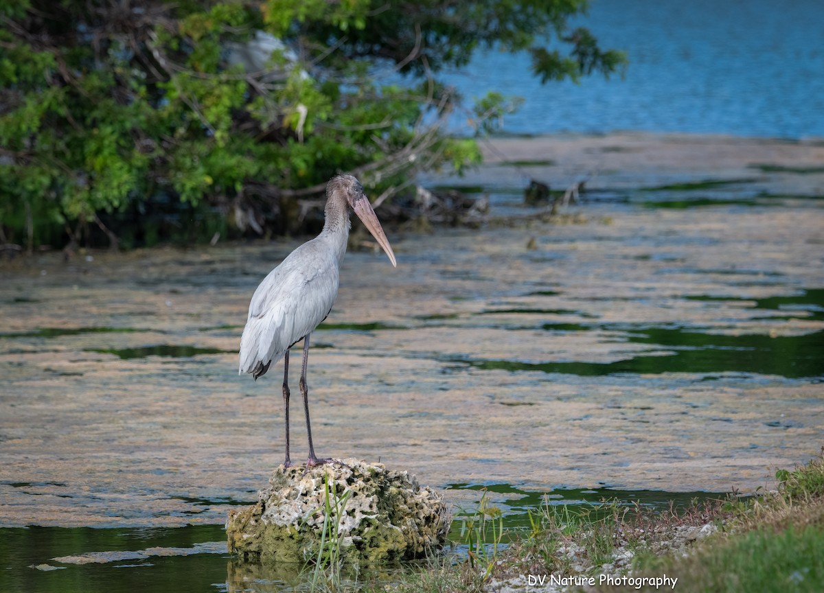 Wood Stork - ML637943108