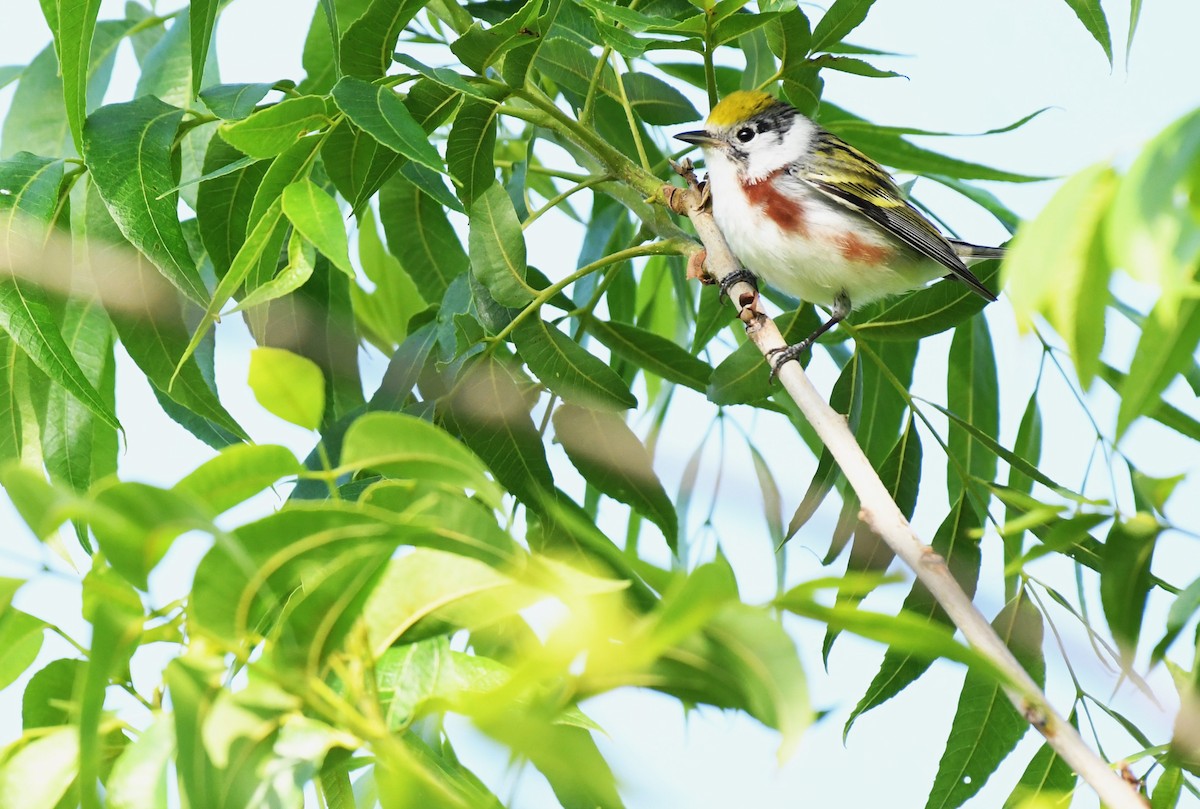 Chestnut-sided Warbler - ML637943124