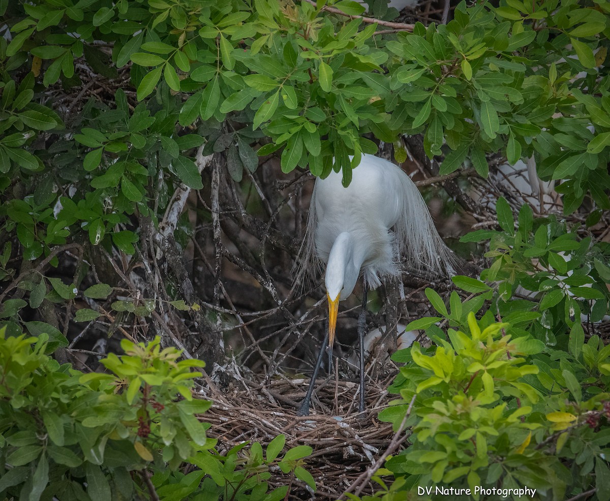 Цасч дэглий - ML637943137