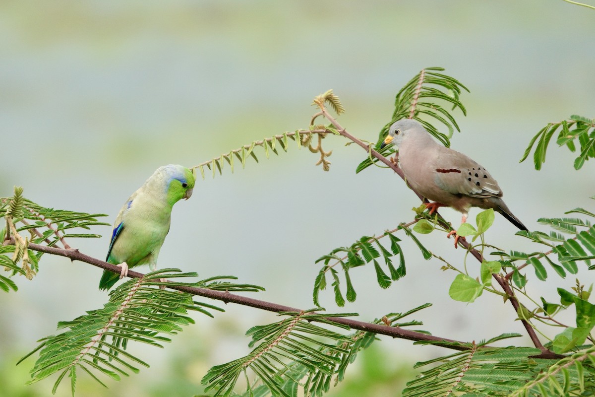 Croaking Ground Dove - ML637943143