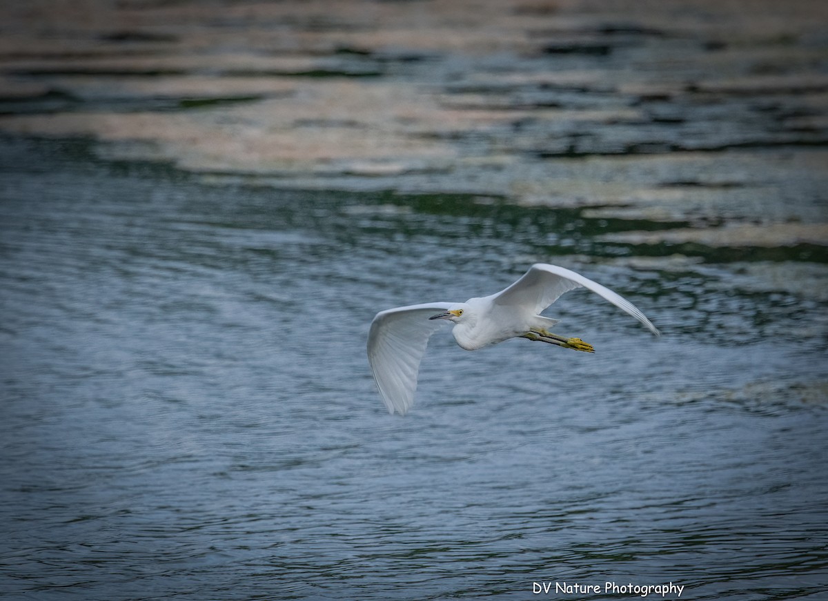 Snowy Egret - ML637943163