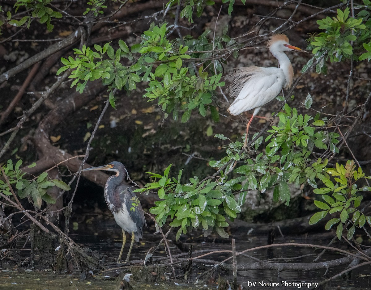 Tricolored Heron - ML637943185