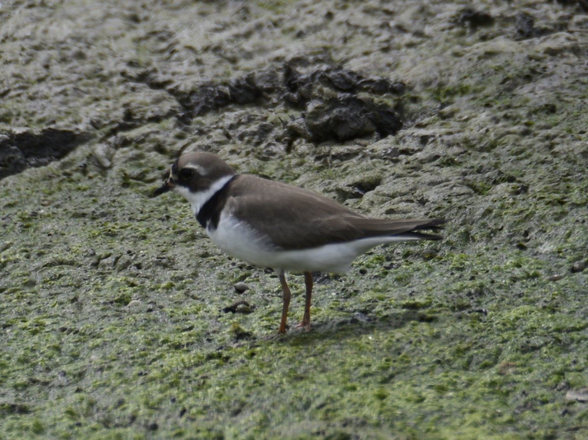 Semipalmated Plover - ML637943186