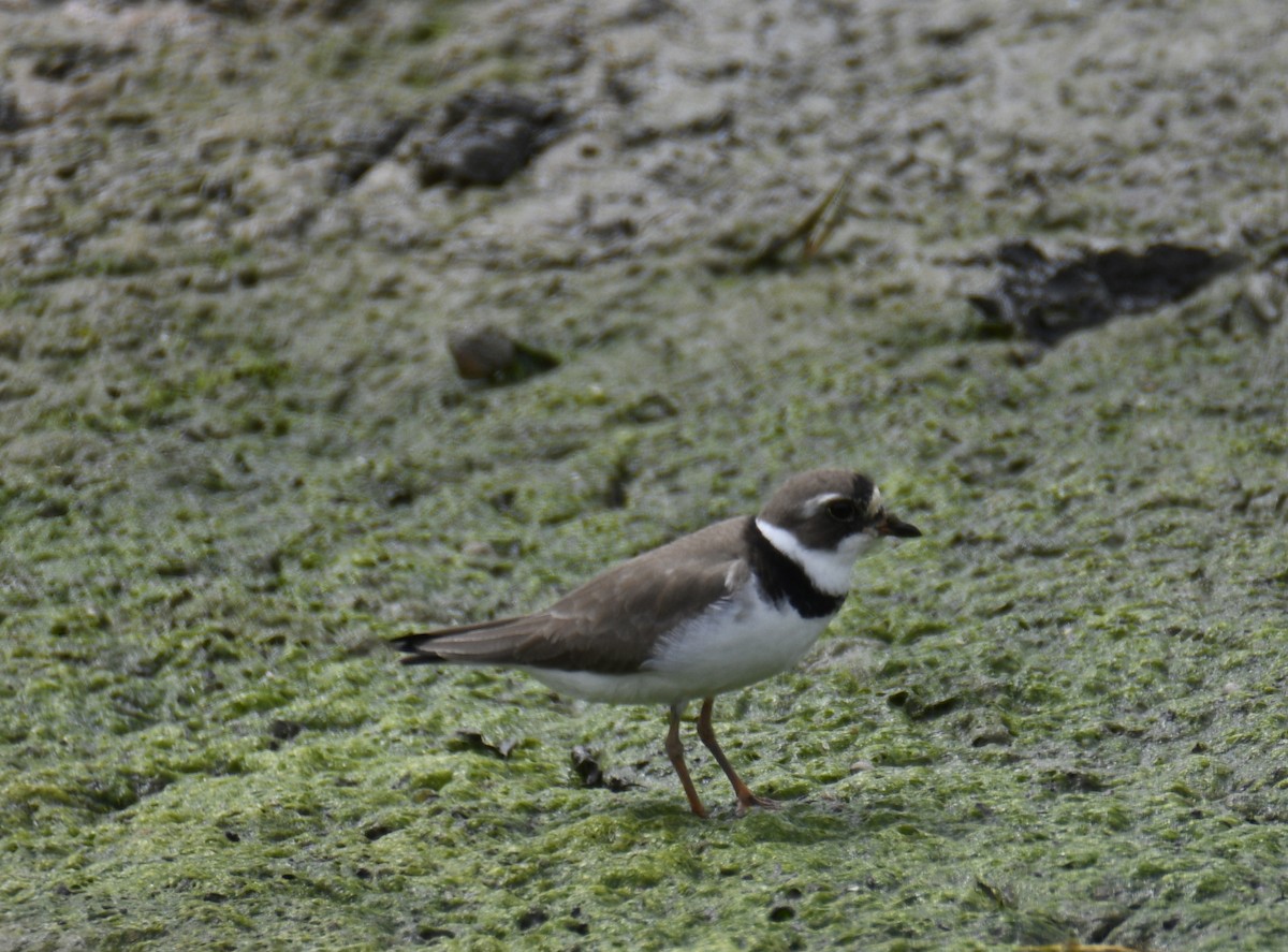 Semipalmated Plover - ML637943187