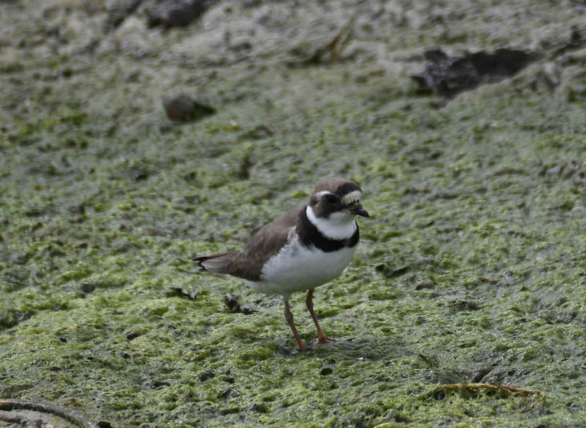 Semipalmated Plover - ML637943188