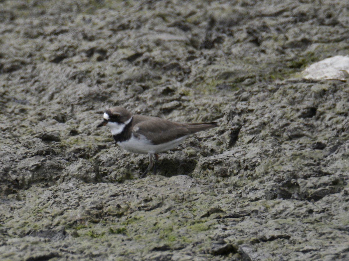 Semipalmated Plover - ML637943189
