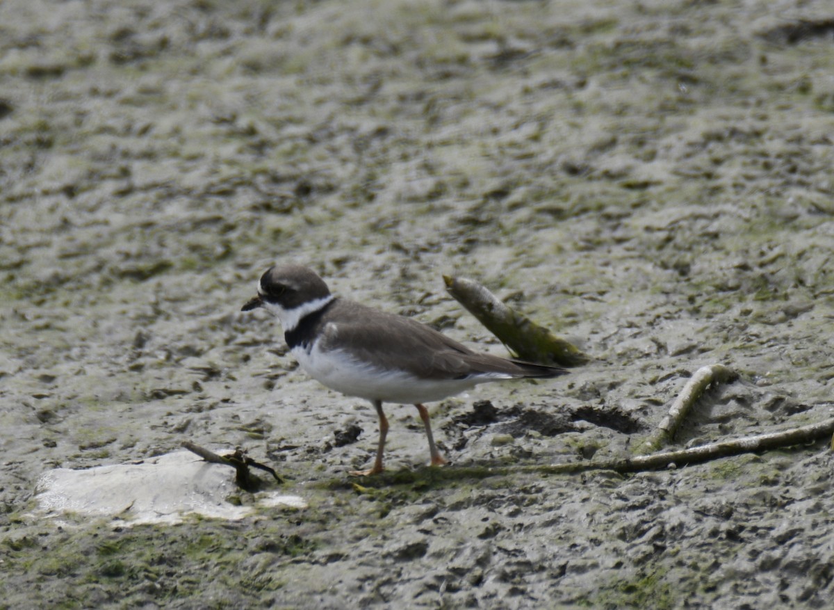 Semipalmated Plover - ML637943190