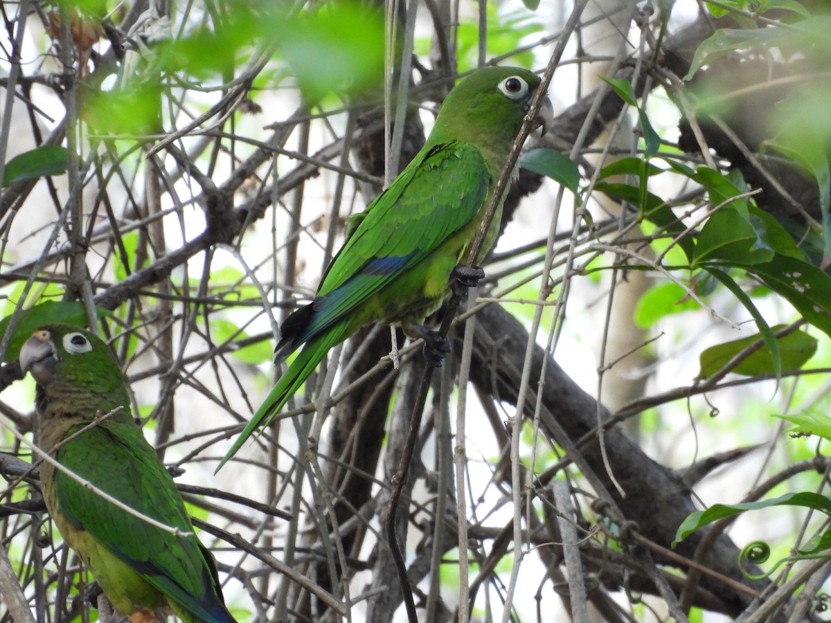 Olive-throated Parakeet - ML637943199