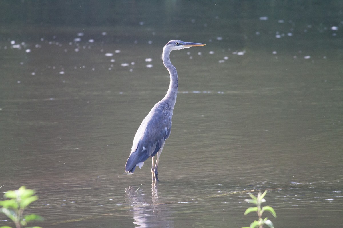Great Blue Heron - ML637943213