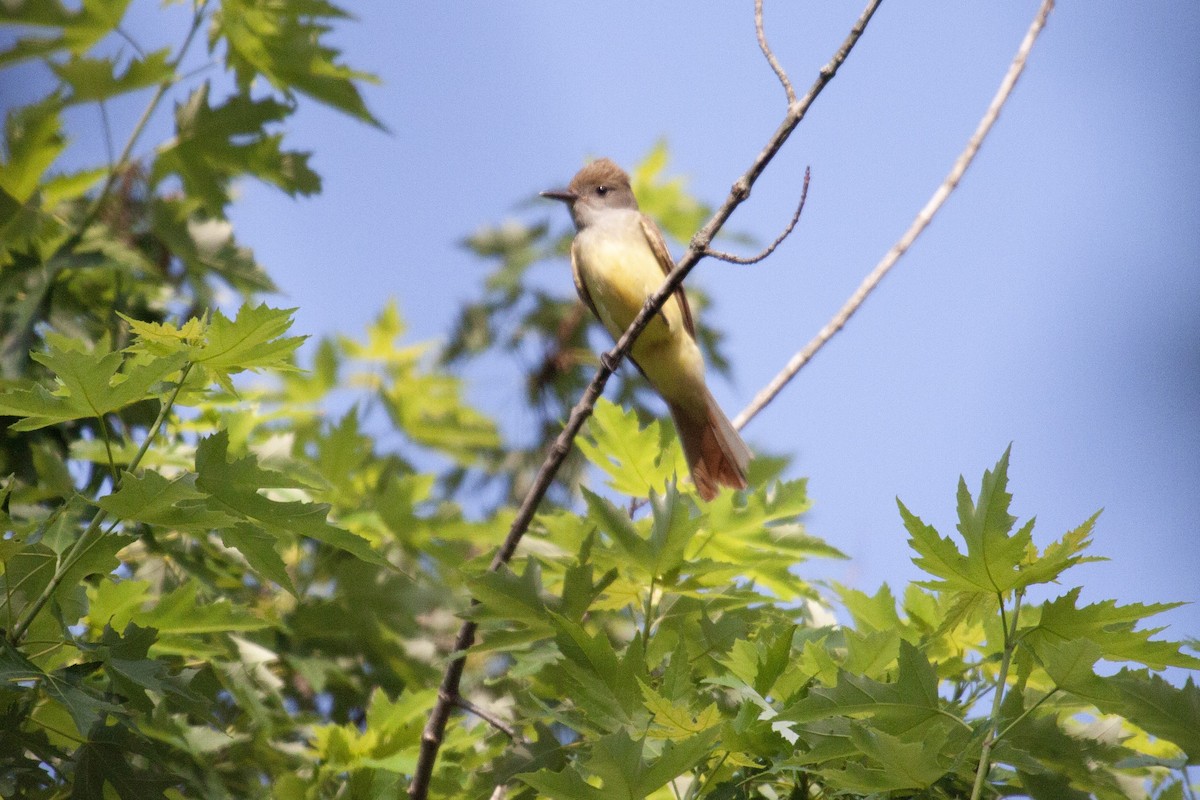 Great Crested Flycatcher - ML637943220