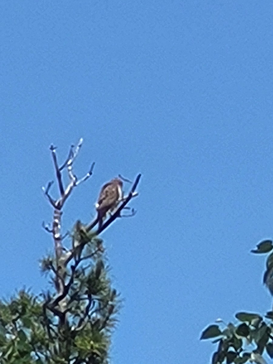 Broad-winged Hawk - ML637943221
