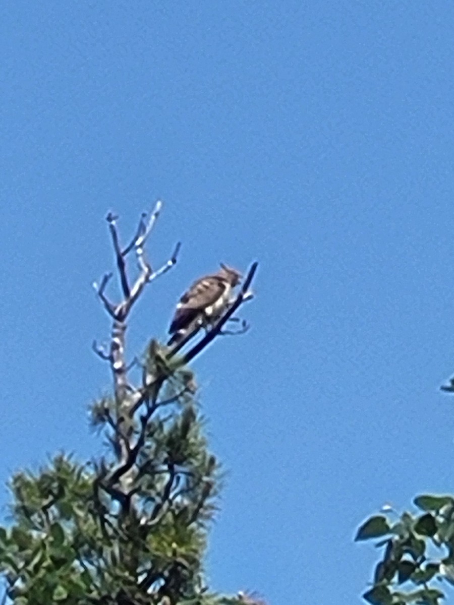 Broad-winged Hawk - ML637943222