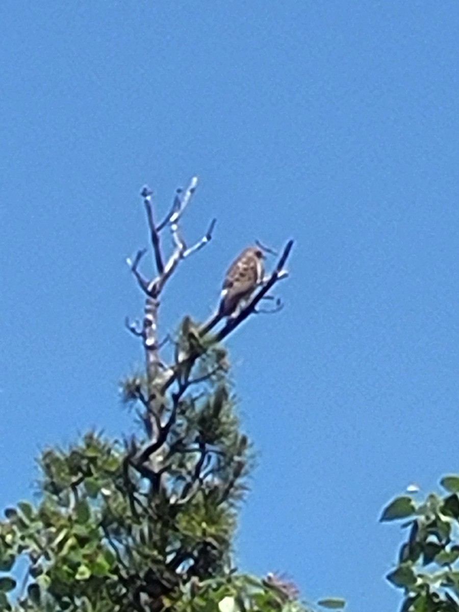 Broad-winged Hawk - ML637943223
