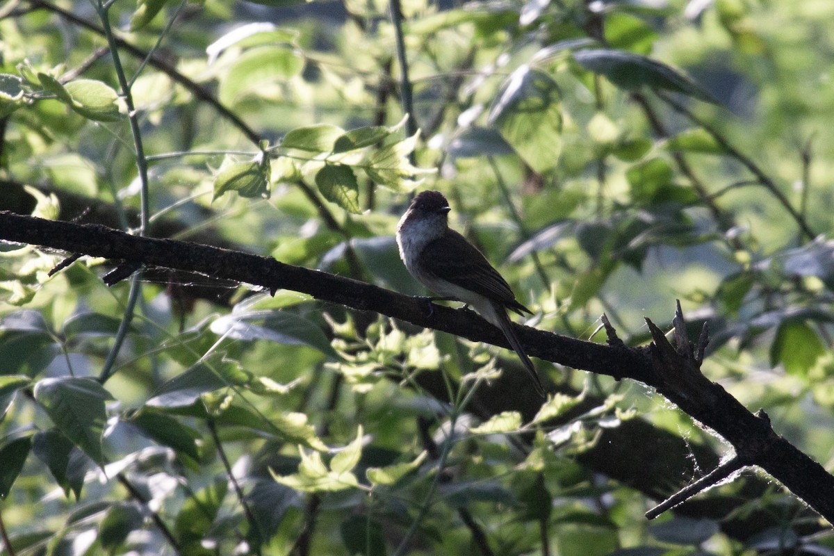 Eastern Phoebe - ML637943224