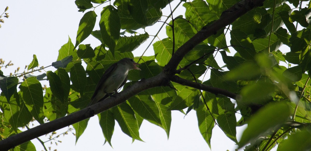 Eastern Warbling Vireo - ML637943233